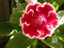 Gloxinia Speciosa